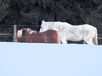 Der Harz taut... Bild: Der Harz taut...