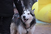 Schlittenhunderennen in Pullmann City II Bild: Schlittenhunderennen in Pullmann City II