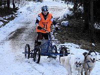Bild: Schlittenhunde rennen rund um Benneckenstein