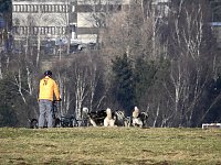 Bild: Schlittenhunde rennen rund um Benneckenstein