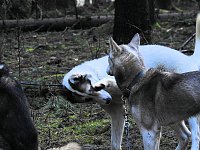 Bild: Schlittenhunde rennen rund um Benneckenstein