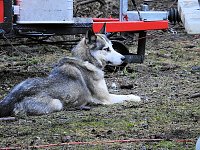 Bild: Schlittenhunde rennen rund um Benneckenstein