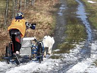 Bild: Schlittenhunde rennen rund um Benneckenstein