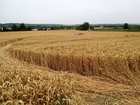 Bild: Kein Bett im Kornfeld