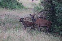 Bild: Rotwild im Harz