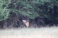 Bild: Rotwild im Harz