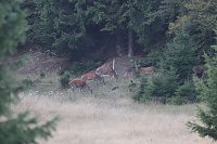 Bild: Rotwild im Harz