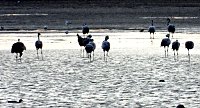 Bild: Abendstimmung am Stausee Kelbra