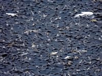 Bild: Das Sterben der Fische