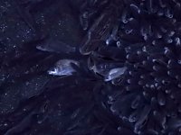 Bild: Das Sterben der Fische