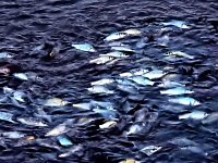 Bild: Das Sterben der Fische