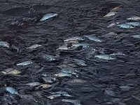 Bild: Das Sterben der Fische