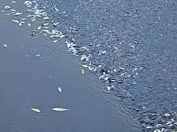Bild: Das Sterben der Fische