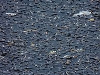 Bild: Das Sterben der Fische