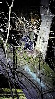 Ausgebüchster Hund beschäftigte gestern 25 Rettungskräfte Bild: Ausgebüchster Hund beschäftigte gestern 25 Rettungskräfte