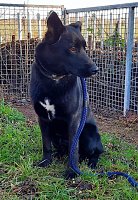 Ausgebüchster Hund beschäftigte gestern 25 Rettungskräfte Bild: Ausgebüchster Hund beschäftigte gestern 25 Rettungskräfte