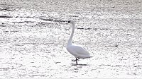 Bild: G&auml;hnende Leere im Stausee Kelbra