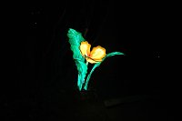 Peter Blei in den magischen Lichterwelten Bild: Peter Blei in den magischen Lichterwelten