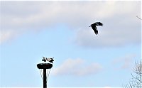 Störche zu Gast Bild: Störche zu Gast