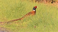 Fasan und Storch Bild: Fasan und Storch