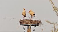 Fasan und Storch Bild: Fasan und Storch
