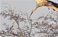Fasan und Storch Bild: Fasan und Storch