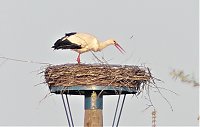 Fasan und Storch Bild: Fasan und Storch