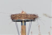 Fasan und Storch Bild: Fasan und Storch