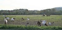 Bild: Schnappsch&uuml;sse aus der Goldenen Aue