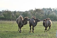 Bild: Schnappsch&uuml;sse aus der Goldenen Aue