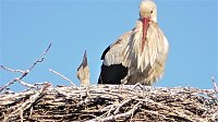 Bild: Nachwuchs bei Familie Adebar