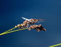 Bild: Die Wunder der Natur eingefangen von der Kamera