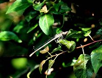 Bild: Die Wunder der Natur eingefangen von der Kamera