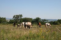 Bild: Schnappsch&uuml;sse aus der Goldenen Aue