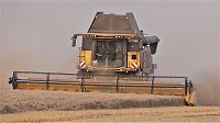 Bild: Erntezeit 