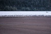 Bild: Neuer Aussichtsturm am Stausee Kelbra