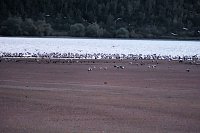 Bild: Neuer Aussichtsturm am Stausee Kelbra