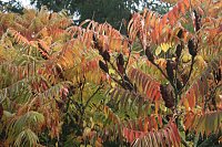 Herbst in der Goldenen Aue Bild: Herbst in der Goldenen Aue