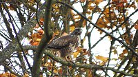 Herbst in der Goldenen Aue Bild: Herbst in der Goldenen Aue