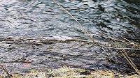 Bild: Winter an der Zorge