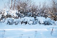Bild: Wunderbare Winterlandschaft bei Benneckenstein