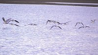Bild: Wasser auf den Feldern der Goldenen Aue