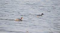 Bild: Fr&uuml;hling am Stausee 