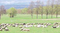Bild: Fr&uuml;hling am Stausee 