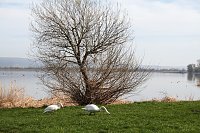 Bild: Fr&uuml;hling am Stausee 