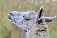 Bild: Unstrut-Lamas in Herbsleben