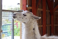 Bild: Unstrut-Lamas in Herbsleben