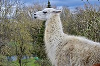 Bild: Unstrut-Lamas in Herbsleben