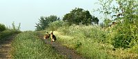 Bild: Feldhasen am Sommermorgen