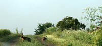 Bild: Feldhasen am Sommermorgen